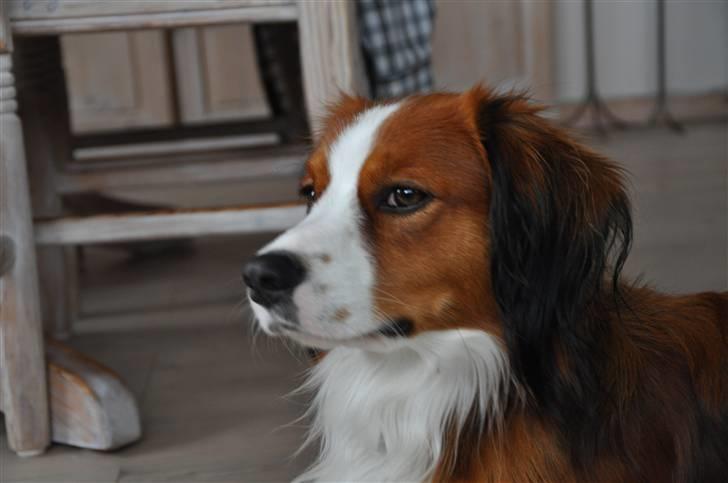 Kooikerhondje Tagas Max - igen Max modellen ;) billede 4