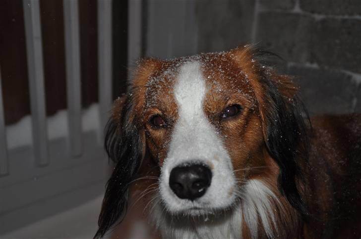 Kooikerhondje Tagas Max - puha sne i øjnene ;D billede 5