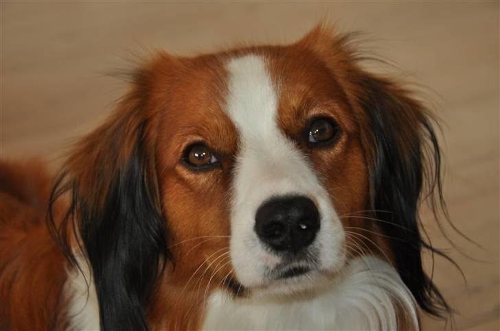 Kooikerhondje Tagas Max - igen igen Max modellen ;) billede 6