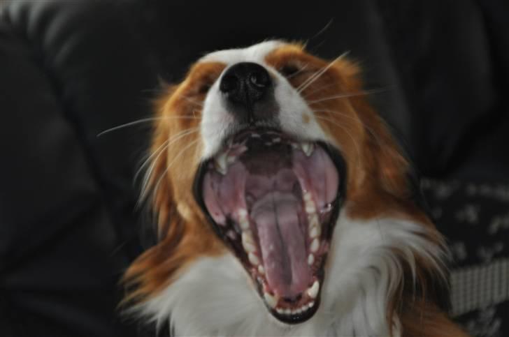 Kooikerhondje Tagas Max - gaaAaab jeg er lige stået op efter en lur ;O billede 7