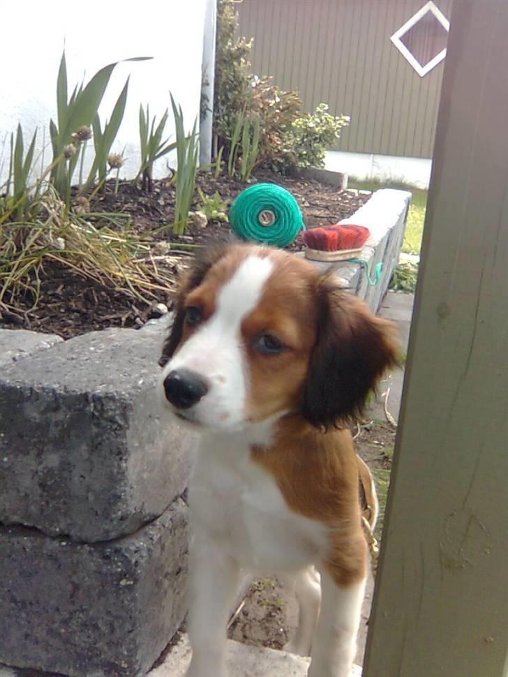 Kooikerhondje Tagas Max - lille nuttet Max dagen efter vi havde fået ham hjem :D billede 8