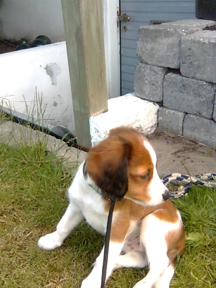 Kooikerhondje Tagas Max - lille nuttet Max igen :D billede 9