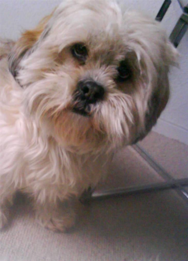 Lhasa apso Molly  billede 16