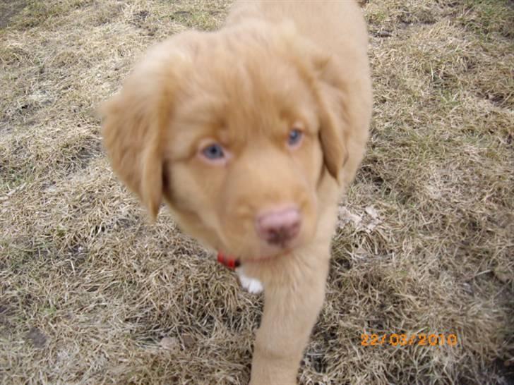 Nova scotia duck tolling retriever Rufus - dejligt at alt sneen er væk nu. billede 1