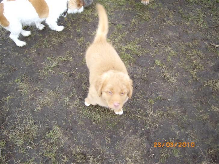 Nova scotia duck tolling retriever Rufus - hej helt deroppe billede 2