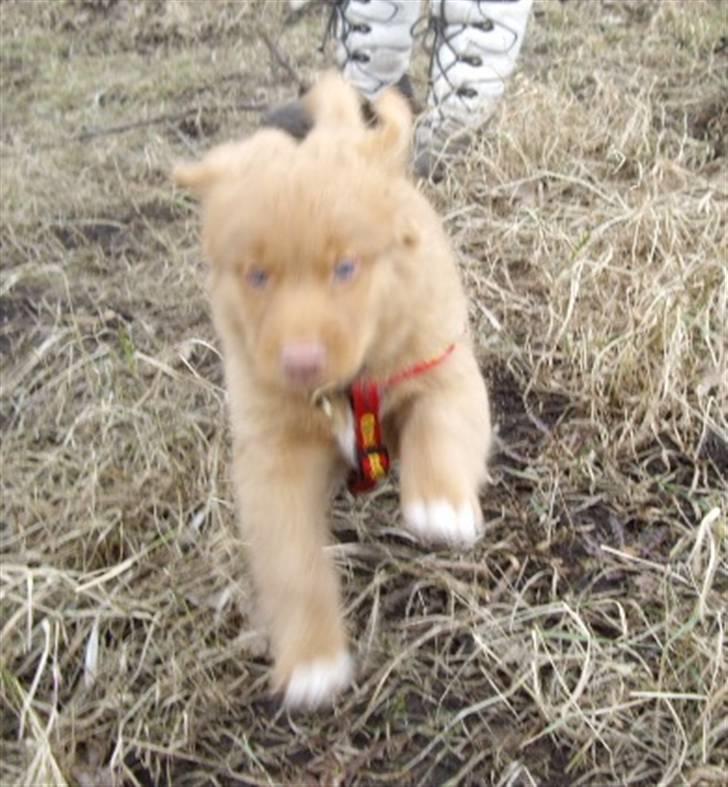 Nova scotia duck tolling retriever Rufus - tjuhej hvor det går hen over marken. billede 3