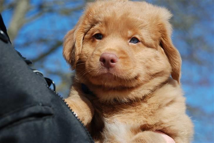 Nova scotia duck tolling retriever Rufus - det store overblik billede 4