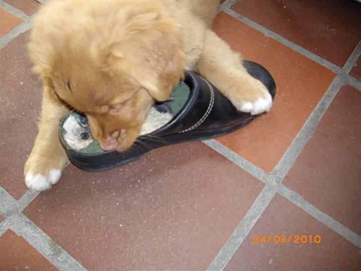 Nova scotia duck tolling retriever Rufus - jeg forsætter jo bare på den træsko som Mikkel også har gnavet i. billede 5