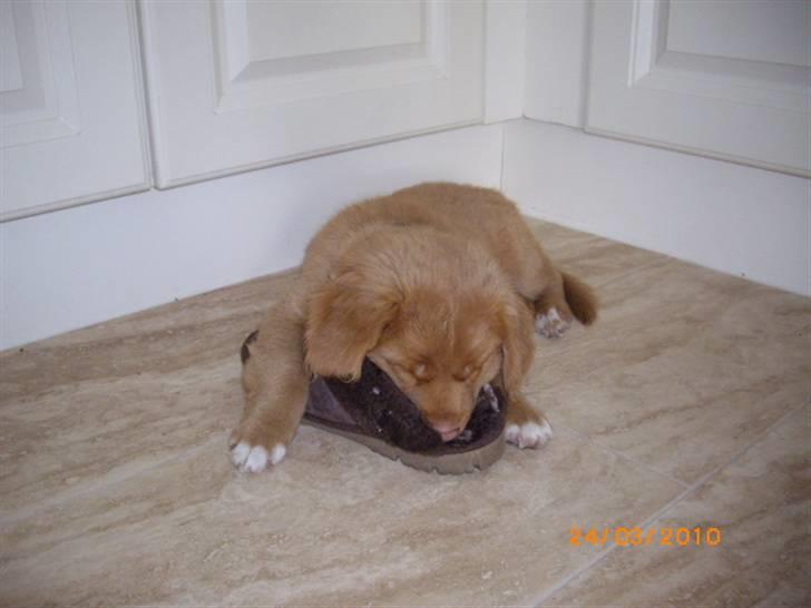 Nova scotia duck tolling retriever Rufus - Mors futsko er en god hovedpude billede 6