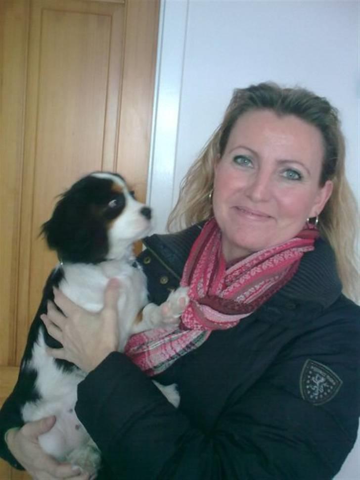 Cavalier king charles spaniel Thristan billede 18