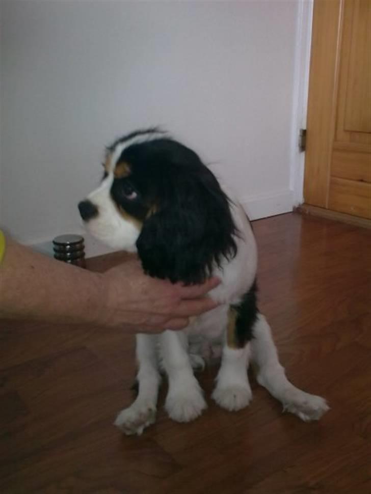 Cavalier king charles spaniel Thristan billede 19