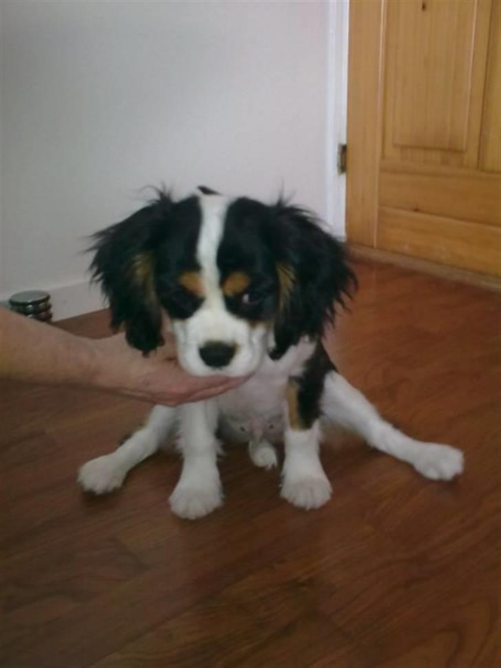 Cavalier king charles spaniel Thristan billede 20