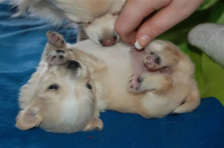 Blanding af racer Vega - Vega 3 uger billede 2