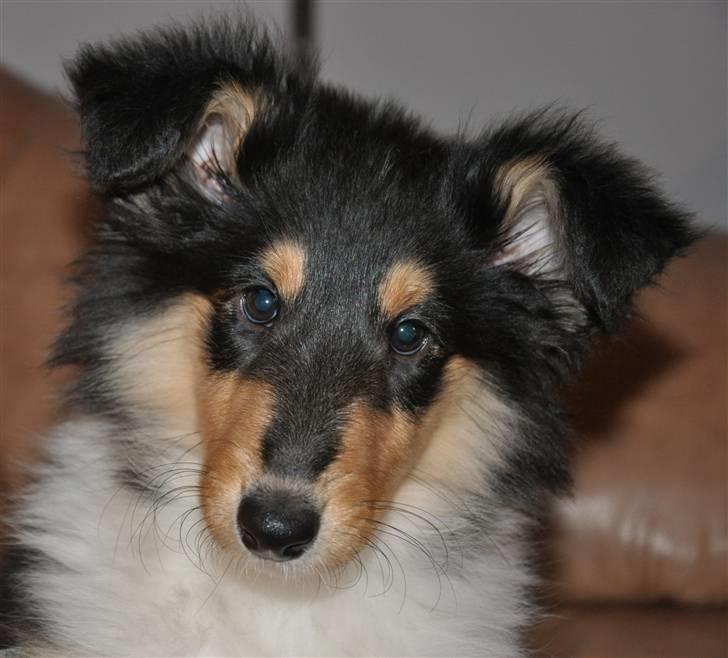 Collie langhåret Kiara - Julen 2009 billede 5