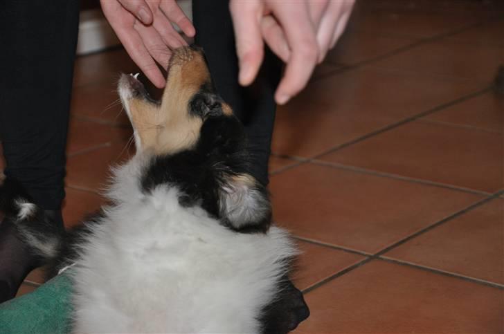 Collie langhåret Kiara - Julen 2009 billede 6