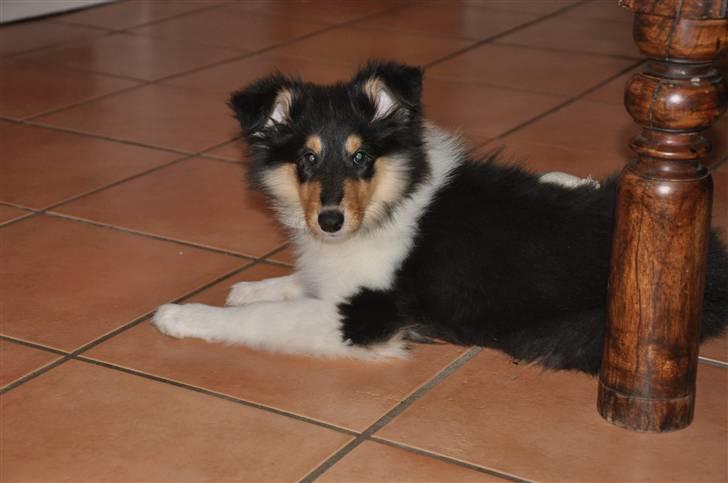 Collie langhåret Kiara - Julen 2009 billede 7