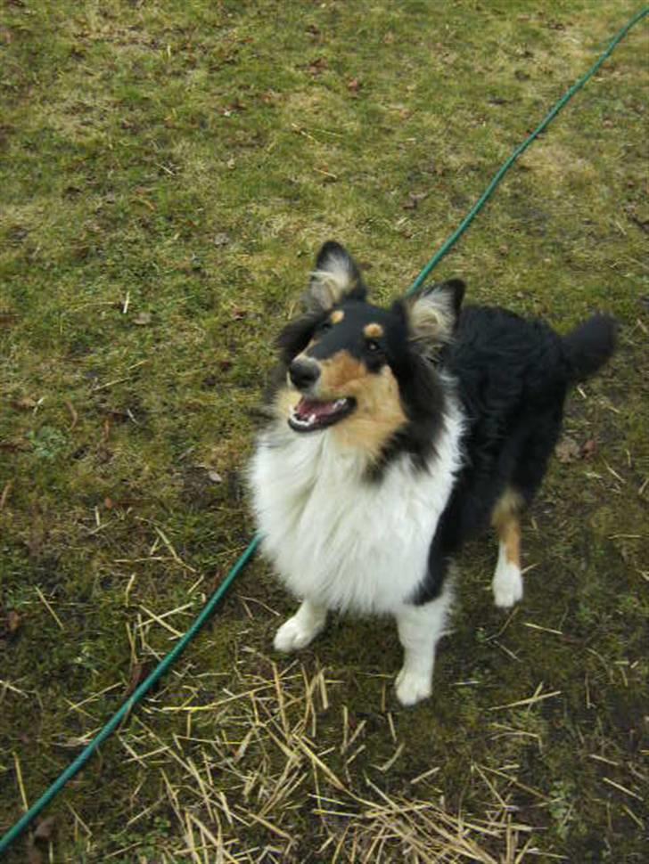 Collie langhåret Kiara - Forår 2010 billede 8