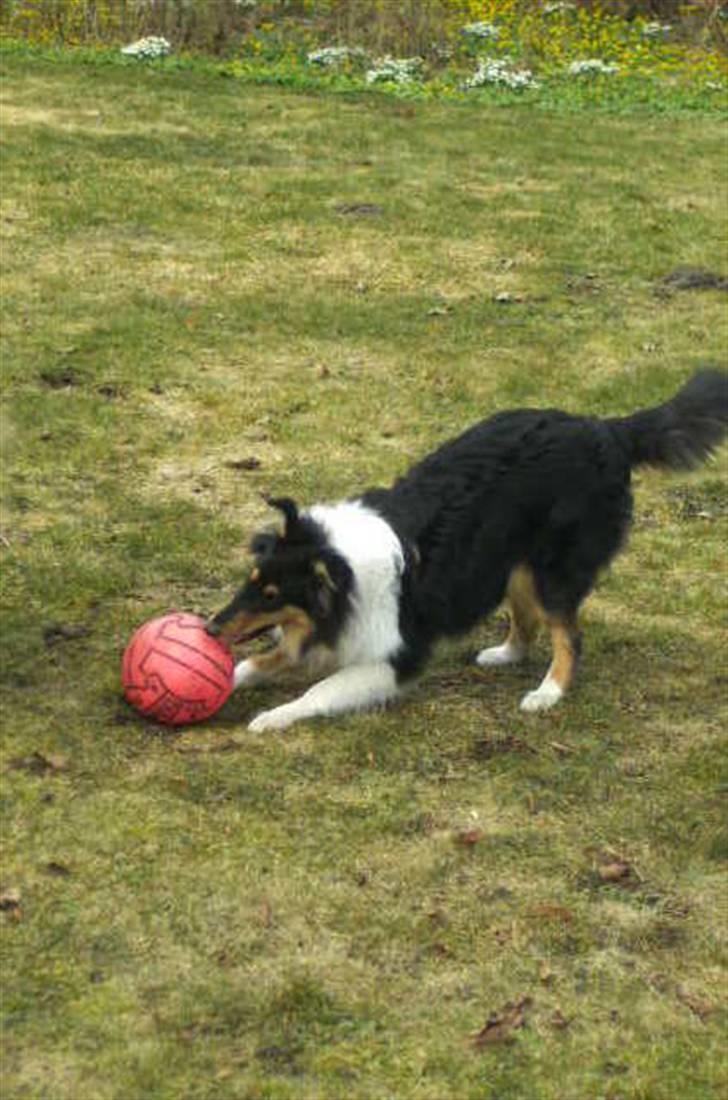 Collie langhåret Kiara - Forår 2010 billede 9