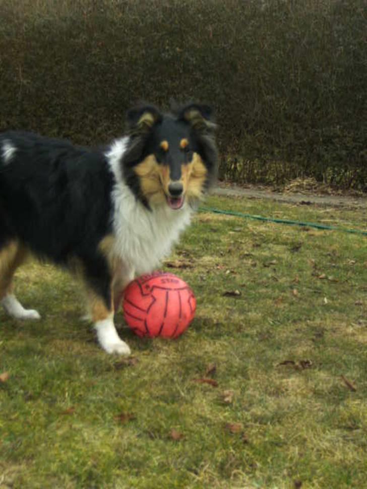 Collie langhåret Kiara - Forår 2010 billede 10