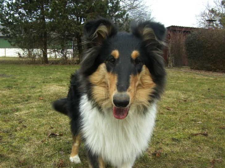 Collie langhåret Kiara - Forår 2010 billede 11