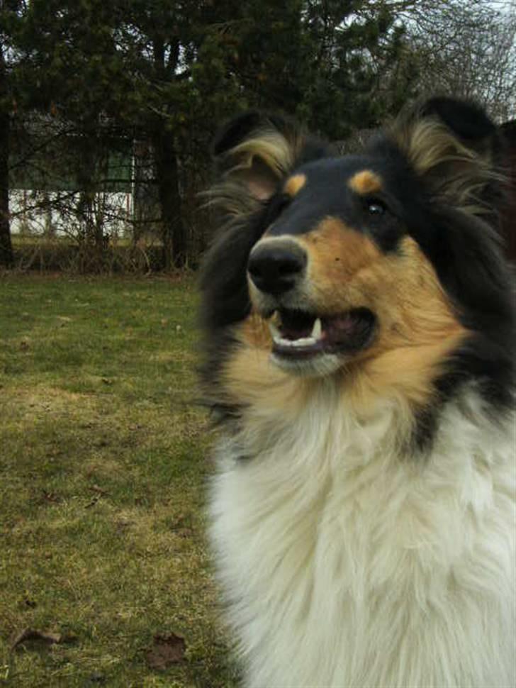 Collie langhåret Kiara - Forår 2010 billede 12