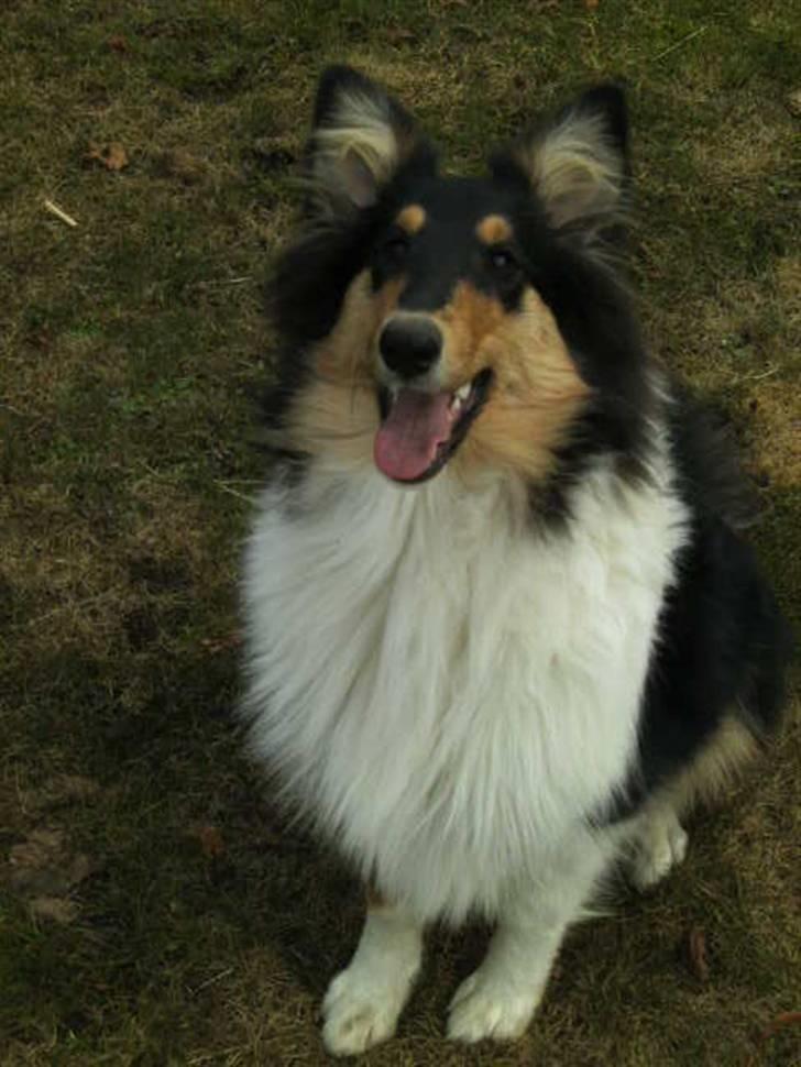 Collie langhåret Kiara - Forår 2010 billede 13