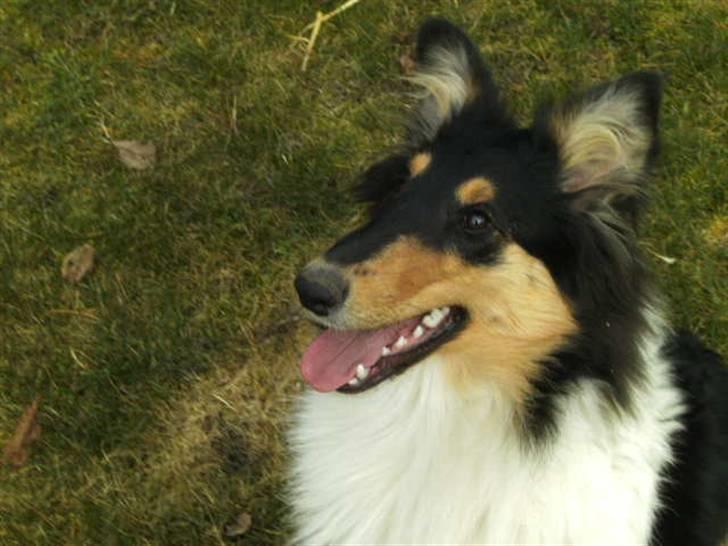 Collie langhåret Kiara - Forår 2010 billede 14