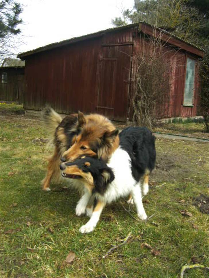 Collie langhåret Kiara - Forår 2010 billede 15