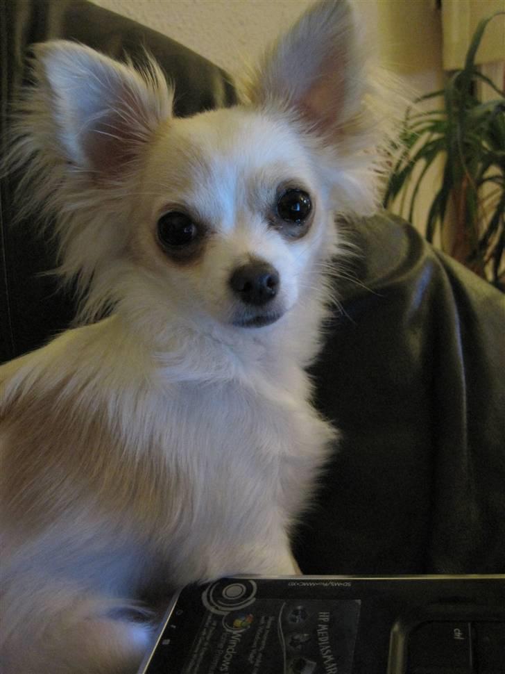 Chihuahua Charlie - Min lille Charlie i sofaen  billede 1