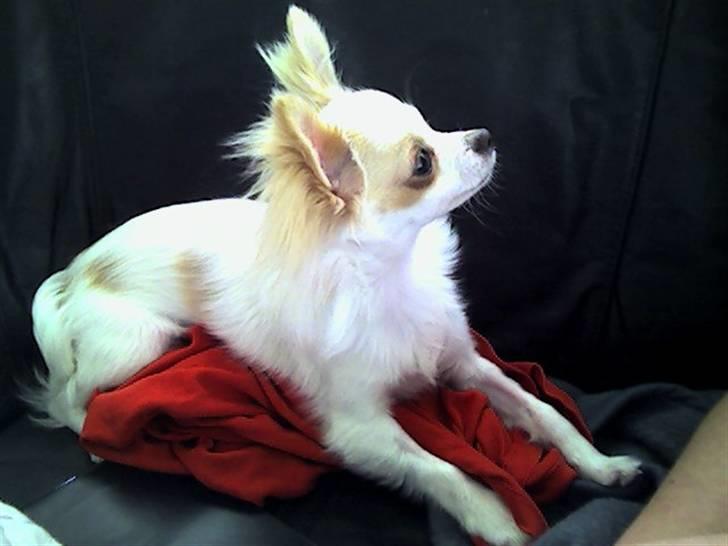 Chihuahua Charlie - Fandt du lige Martins T-shirt ?  billede 2