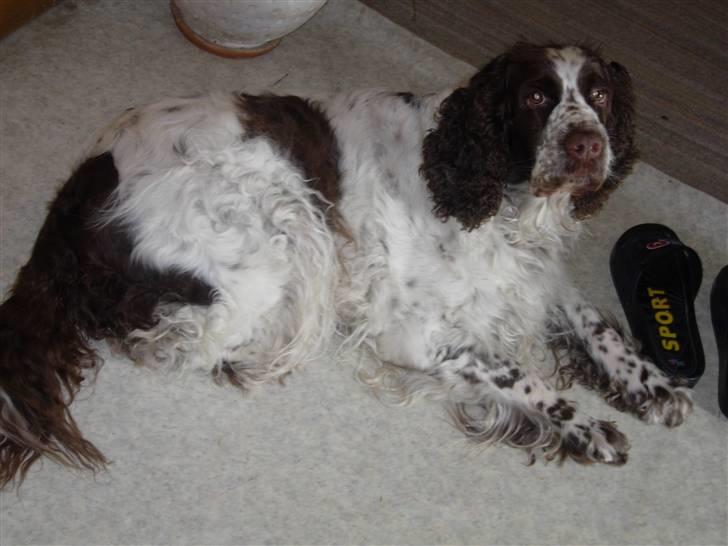 Engelsk springer spaniel Luna  - Luna <3 billede 1