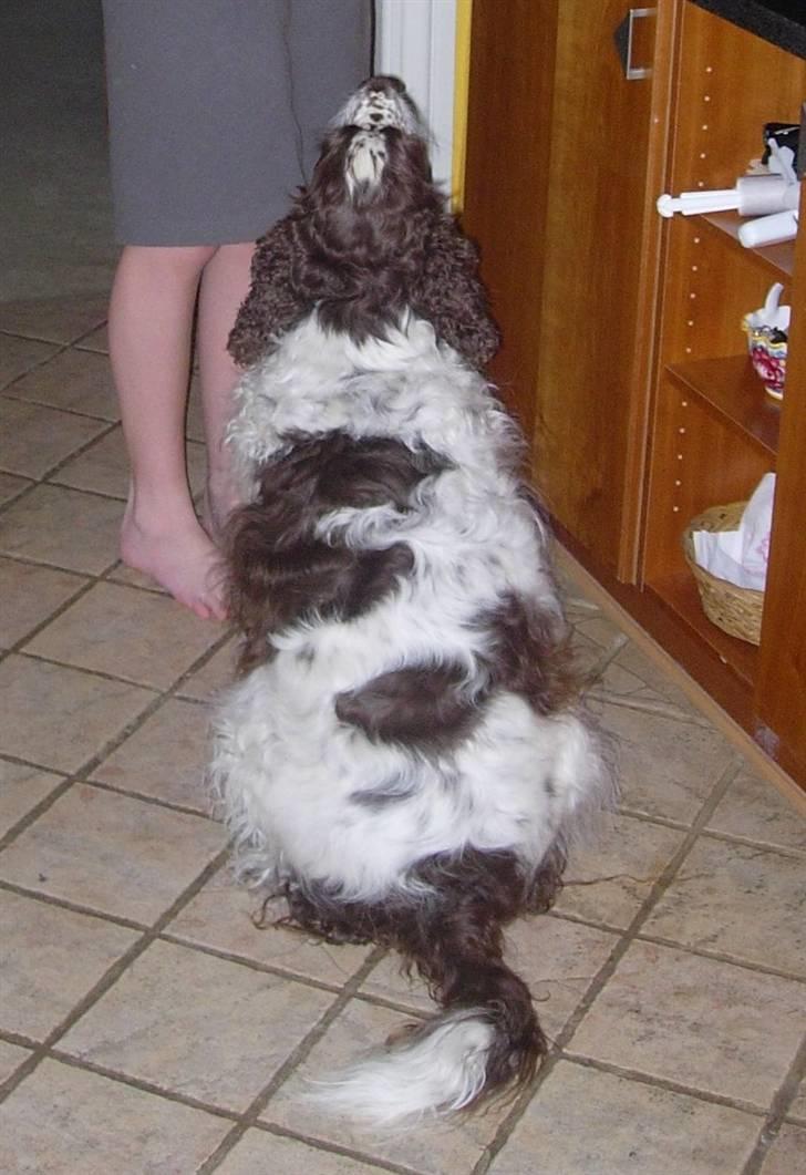 Engelsk springer spaniel Luna  - "Har du set hvor pænt jeg sidder" ? :D billede 2