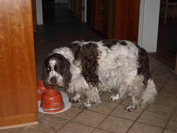 Engelsk springer spaniel Luna  - Tørstig ? (: billede 3