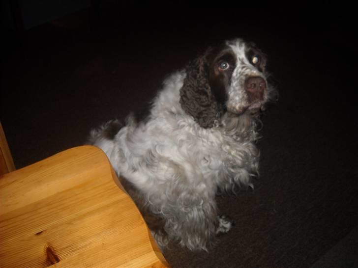 Engelsk springer spaniel Luna  - "Jeg sidder altså pænt !!" (: billede 4
