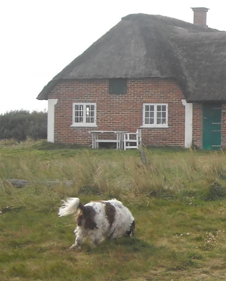 Engelsk springer spaniel Luna  - Der er noget der dufter godt! billede 5