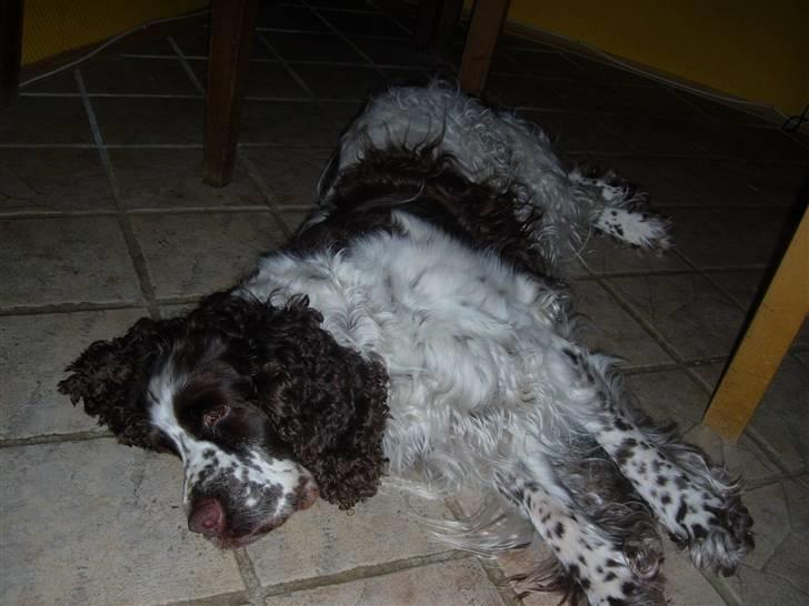 Engelsk springer spaniel Luna  - Træt ? (: billede 6