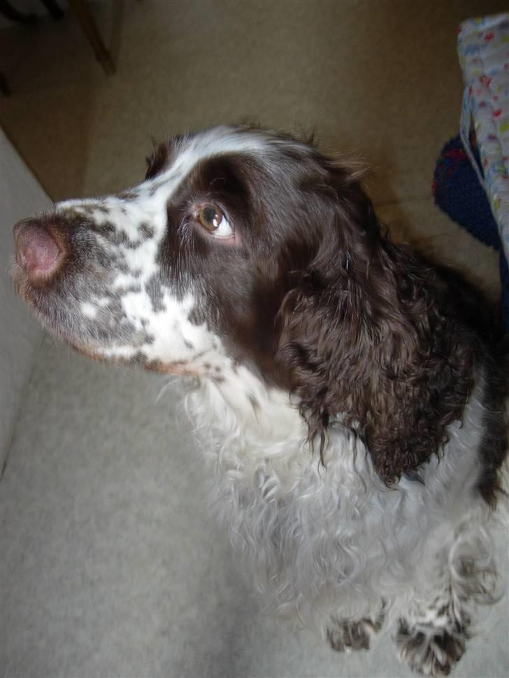 Engelsk springer spaniel Luna  billede 7