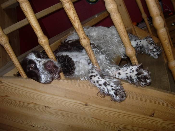 Engelsk springer spaniel Luna  - Simpelthen den bedste plads på trappen :D billede 8