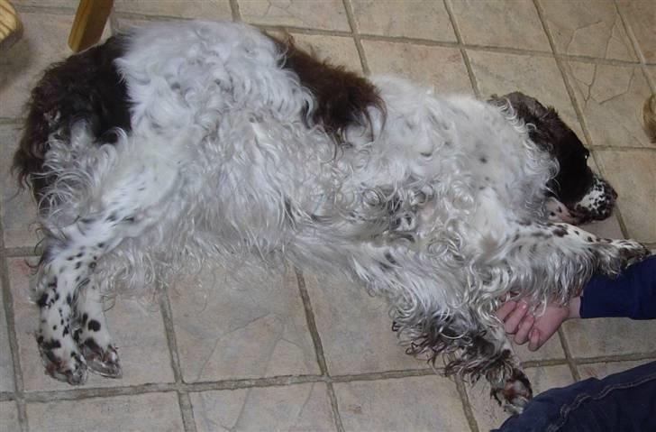 Engelsk springer spaniel Luna  - Hygge ! billede 9