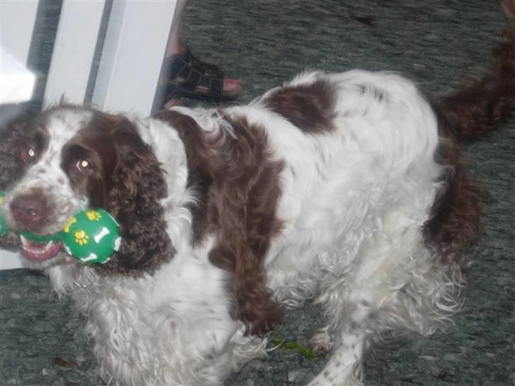 Engelsk springer spaniel Luna  - Skal vi lege ? (: billede 10