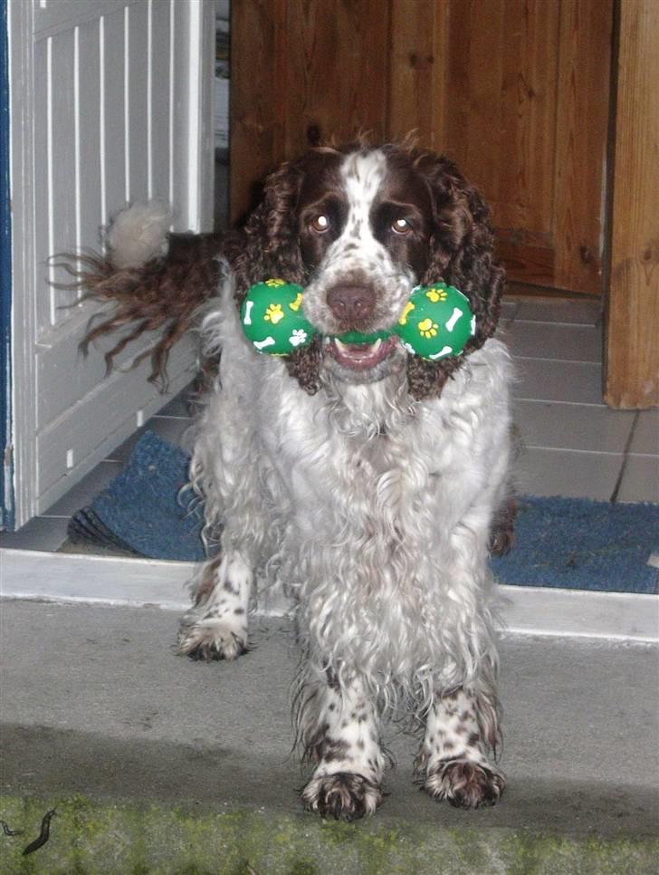 Engelsk springer spaniel Luna  billede 11