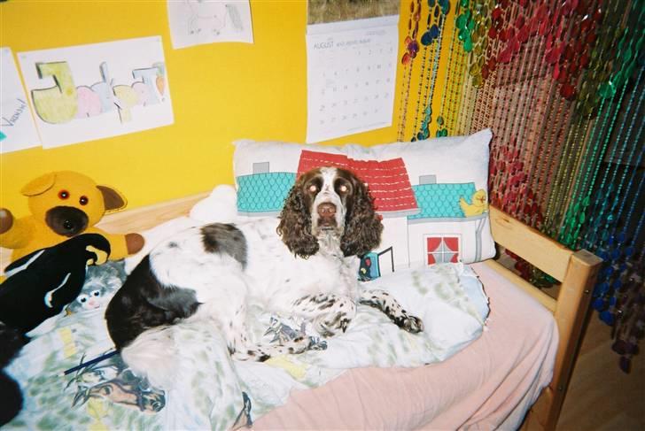 Engelsk springer spaniel Luna  - Kunne desværre ikke fjerne de røde øjne på billedet, så derfor ser hun bare ekstra farlig ud herpå :b billede 12
