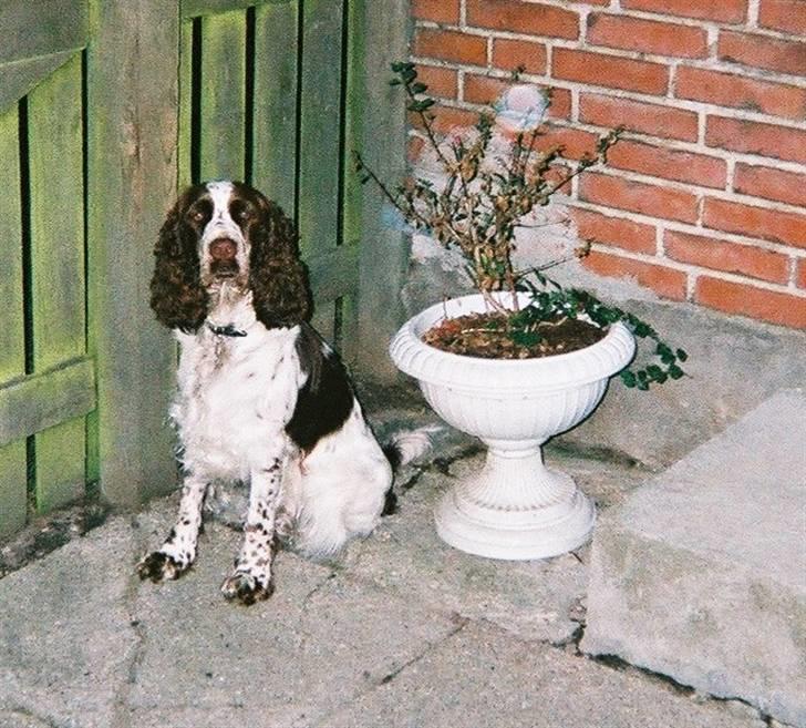 Engelsk springer spaniel Luna  billede 13