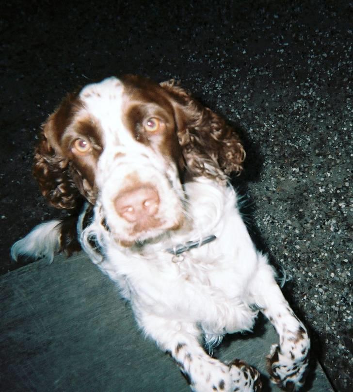 Engelsk springer spaniel Luna  - Tror hun er ved at hoppe op her :b billede 14