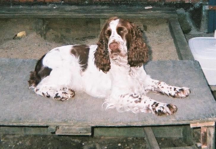 Engelsk springer spaniel Luna  - Lidt overlegen ? :b billede 15