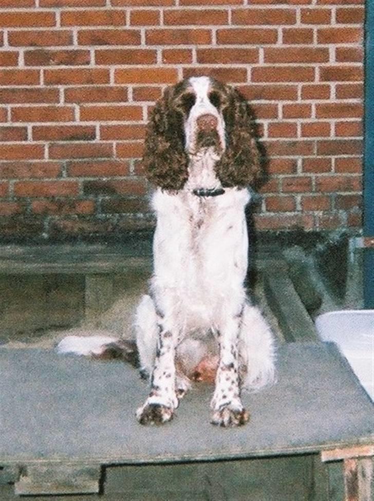 Engelsk springer spaniel Luna  - Spiller lidt smart ? (: billede 16