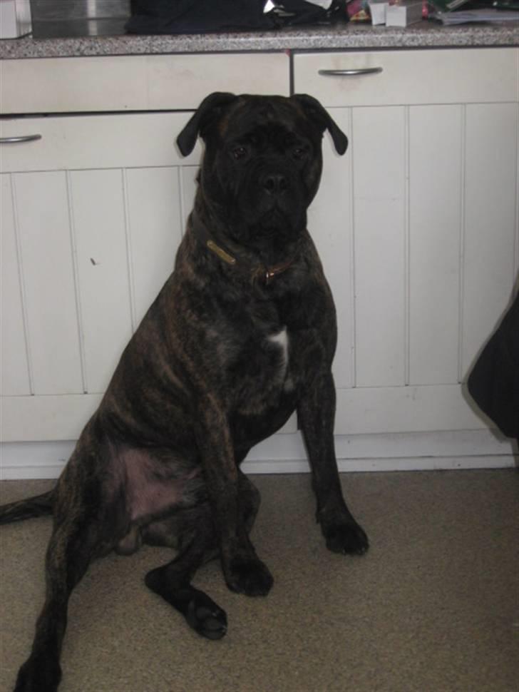 Blanding af racer Harley billede 12