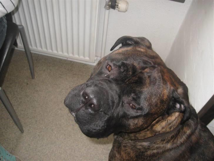 Blanding af racer Harley billede 13