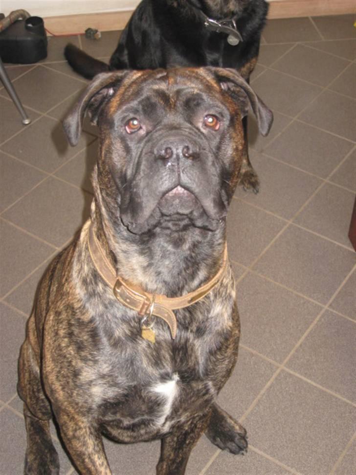 Blanding af racer Harley billede 14