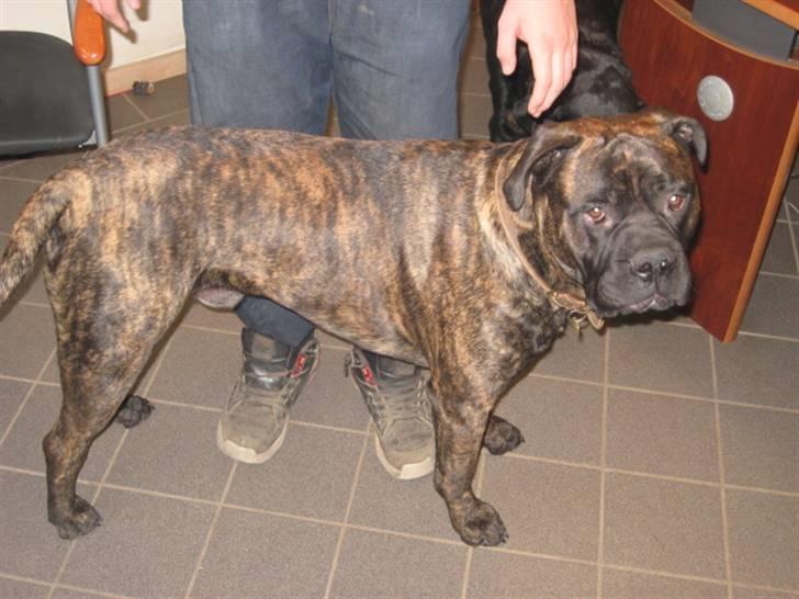 Blanding af racer Harley billede 15